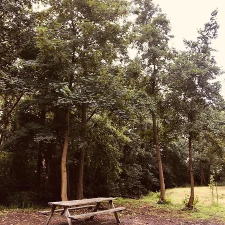 Campsite Basic In Nature *