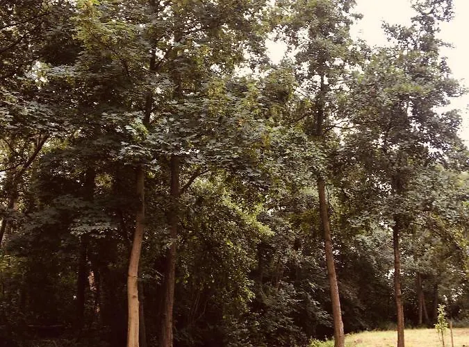 Camping Basic In Nature *